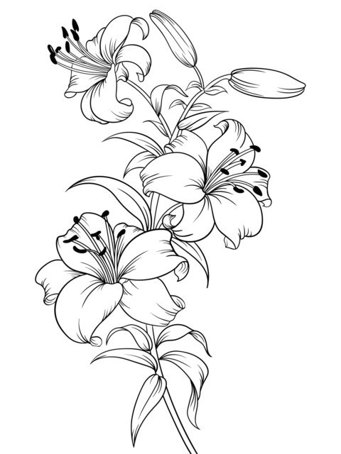 Beautiful Lily Coloring Page