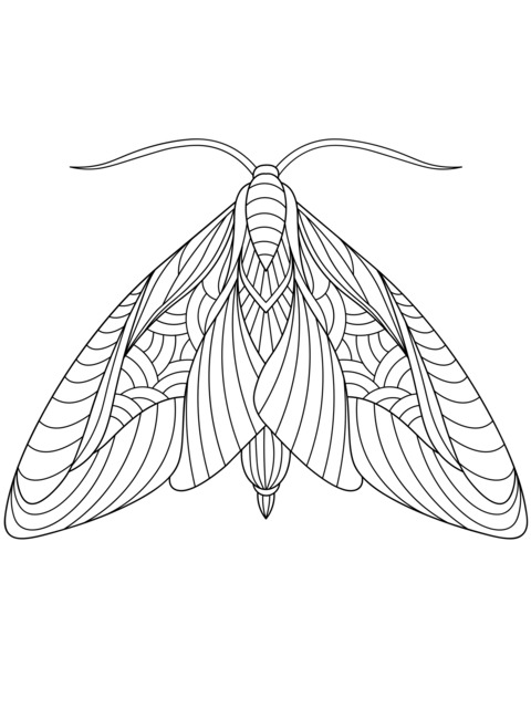 Coloring Page of a Colorful Moth