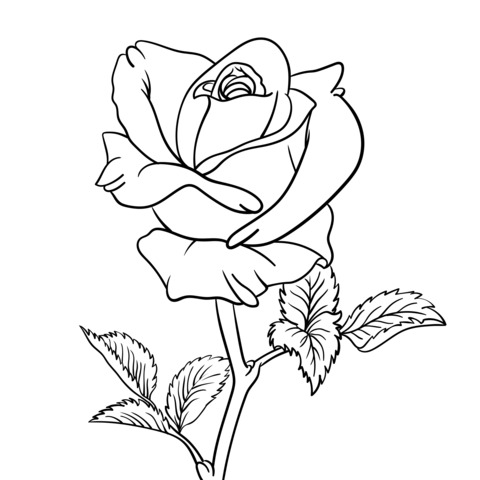 Single Red Rose Coloring Page