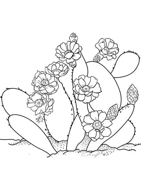 Blooming Cactus