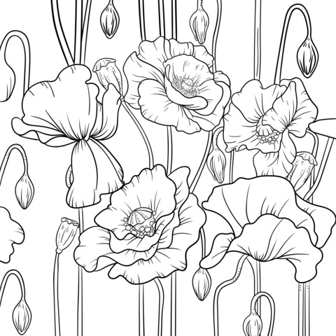 Beautiful Yellow Poppy Coloring Page