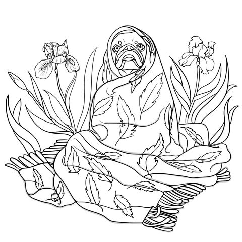 Pug Dog Wrapped in a Blanket Coloring Page