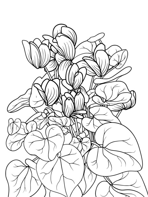 Cyclamen Illustration