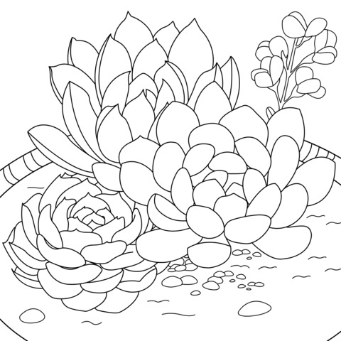 Succulent Plants Coloring Page