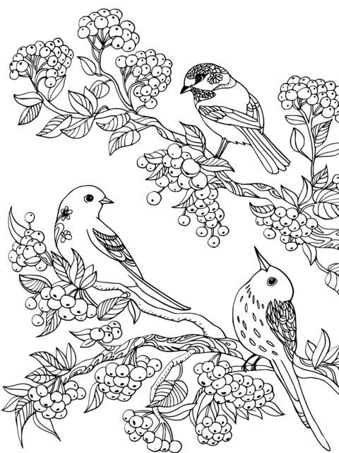 Coloring Page of Birds and Blossoms on a Branch