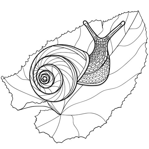 Coloring Page of a Snail on a Green Leaf