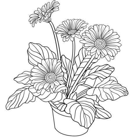 Potted Gerbera Daisy Coloring Page