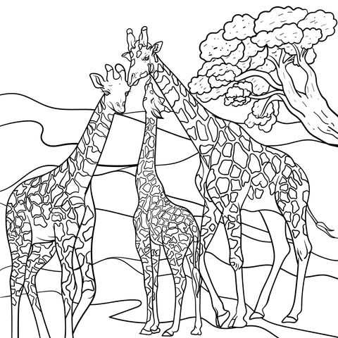 A giraffe family on the savanna