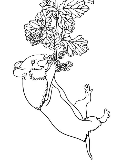 Adorable Weasel Picking Berries Coloring Page