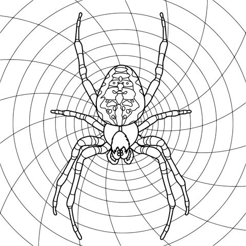 Spider - themed Coloring Page