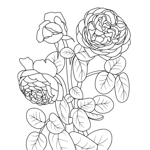 Beautiful Rose Coloring Page