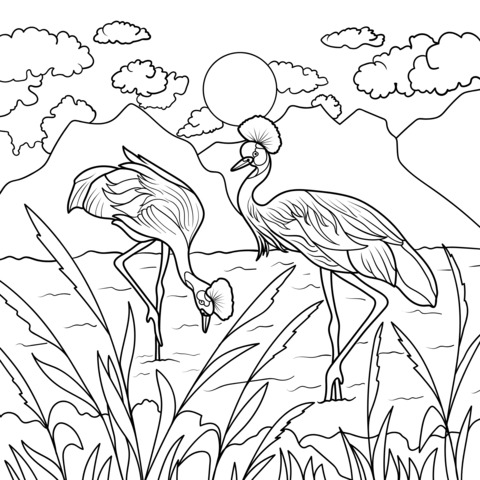 Demoiselle Cranes by the Water Coloring Page