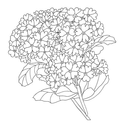 Colorful Flower Coloring Page: A Beautiful Combination of Pink - Red Flowers and Green Leaves