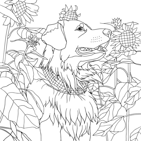 Página de colorear de un Golden Retriever en un campo de girasoles