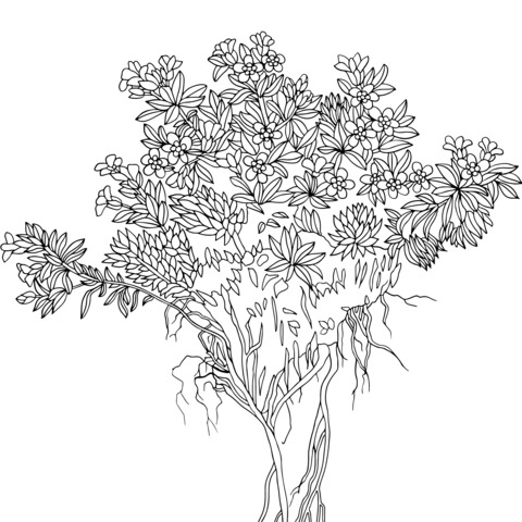 Flower with Root System Coloring Page