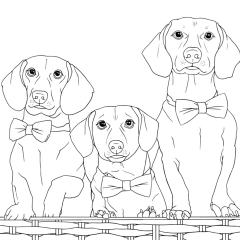 Coloring Page of Three Dachshunds with Bow - ties