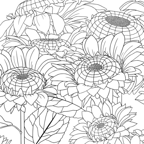 Sunflower Coloring Page Illustration