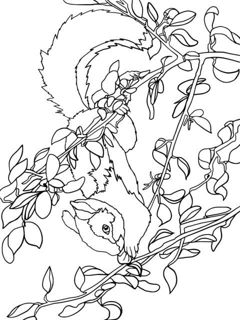 Coloring Page of a Squirrel Hanging Upside - Down on Branches