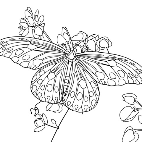 Butterfly and Flower Coloring Page