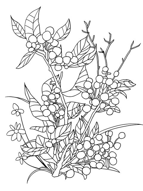 Coloring Page of Red - Fruited Green - Leafed Plant