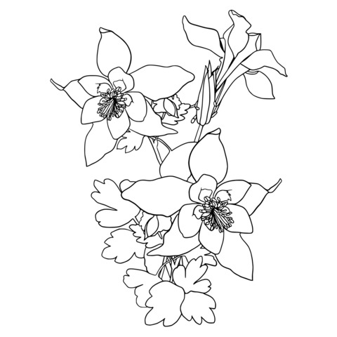 Columbine Flower Coloring Page