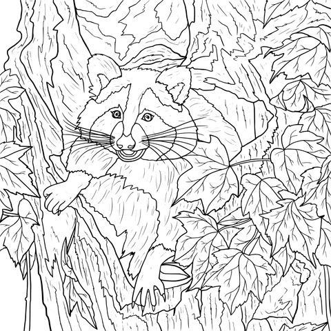 Cute Raccoon in Tree - Hole Coloring Page