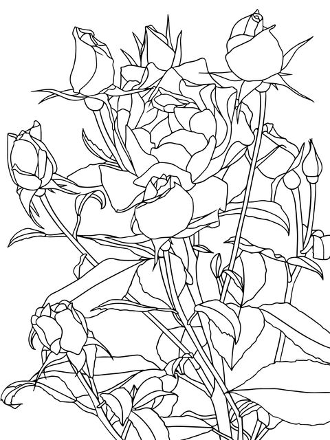 Gorgeous Rose Illustration Coloring Page