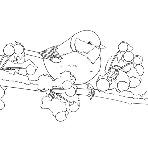 Coloring Page of a Bird on a Branch with Red Berries in the Snow