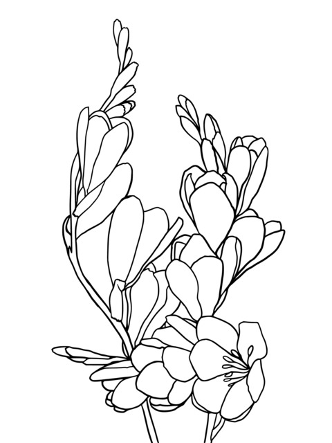 Vibrant Orange - blooming Flower Coloring Page