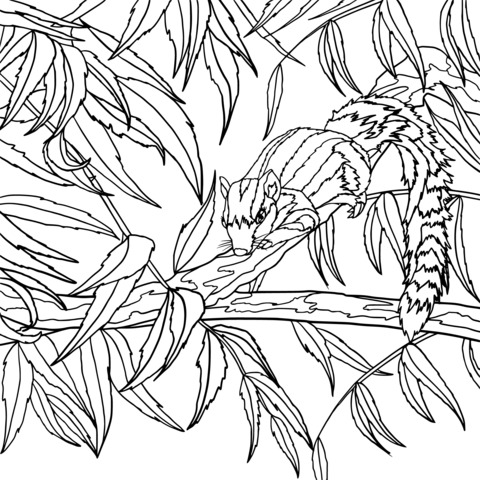 Squirrel on Branch Coloring Page