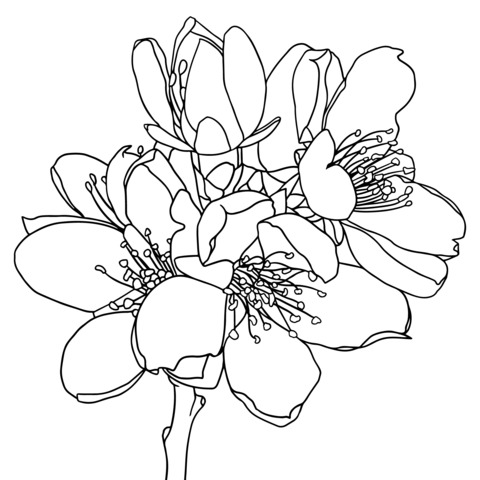 Beautiful Pink Peach Blossom Coloring Page