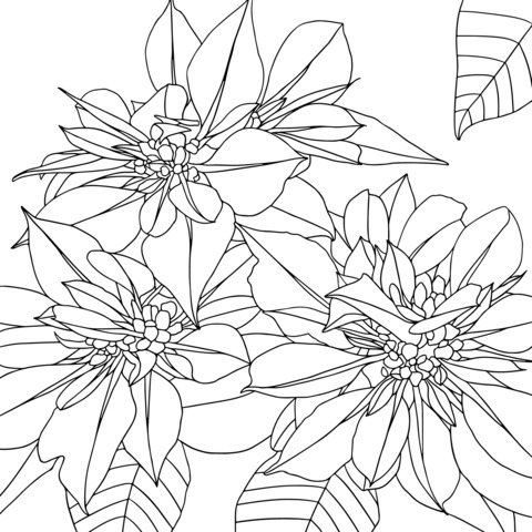 Poinsettia Coloring Page: Vivid Flowers Await Your Colors