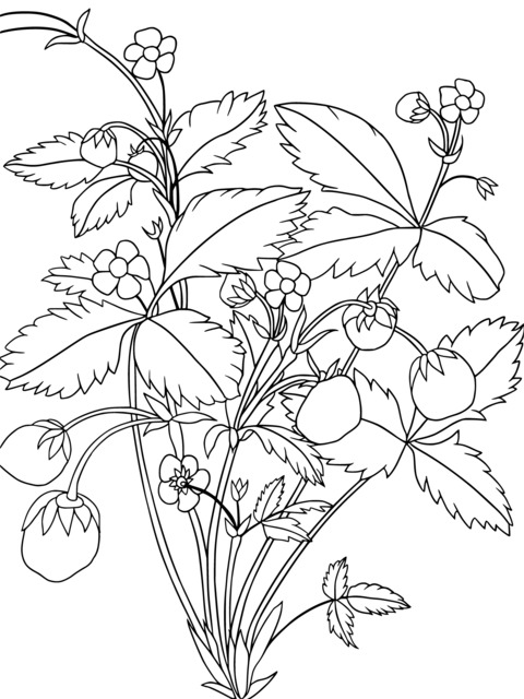 草莓植株插画