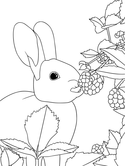 White Rabbit and Raspberries