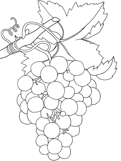 Purple Grapes Coloring Page