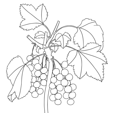 Red currant branch