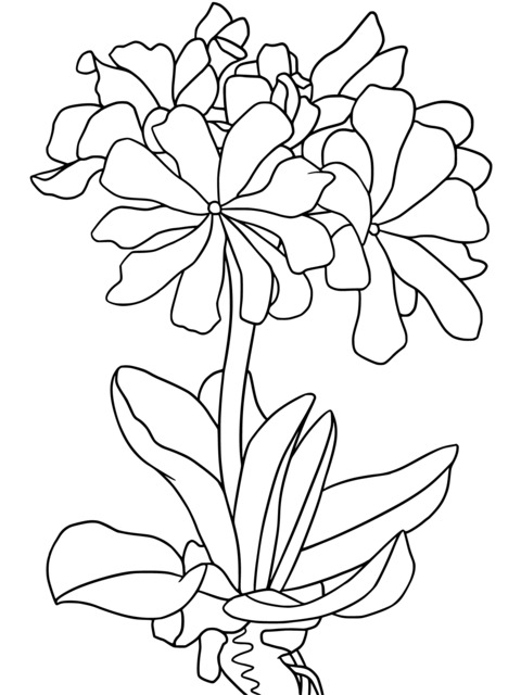 Beautiful Blooming Flower Coloring Page