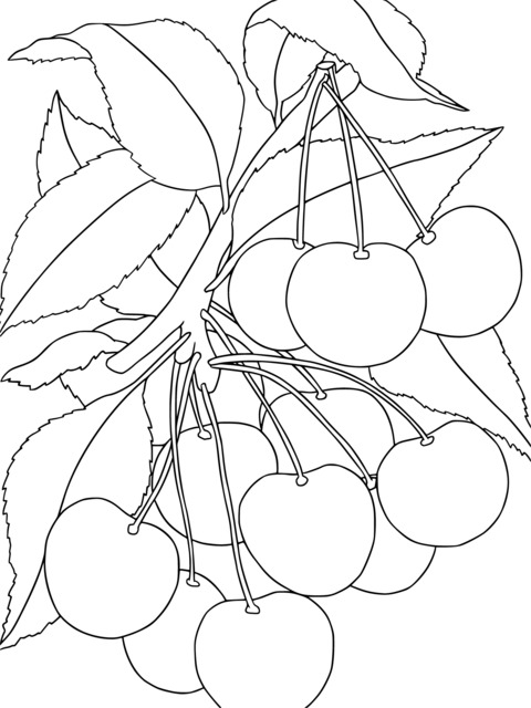 Cherry Coloring Page: Painting Fun with Vivid Fruits and Green Leaves