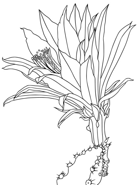 Coloring Page of Cactus Flower under Dreamy Starry Sky