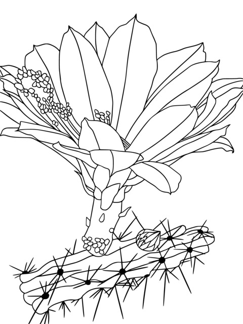 Cactus Flower Coloring Page under the Dreamy Starry Sky