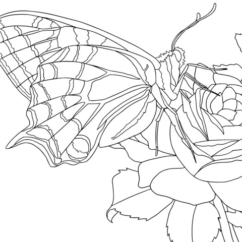 Butterfly and Rose Coloring Page