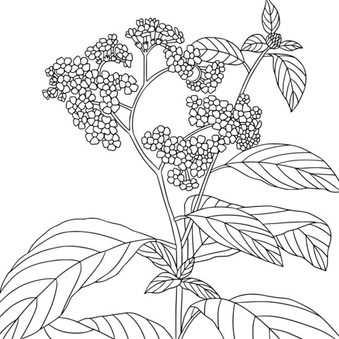 Beautiful Pink Flower Coloring Page