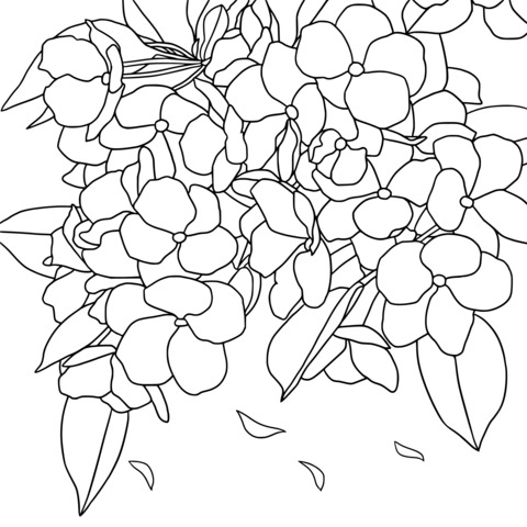 Beautiful Pink Flower Coloring Page