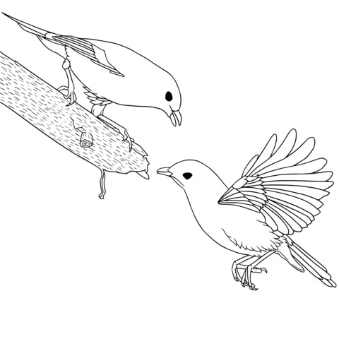 Coloring Page Illustration of Two Interacting Birds