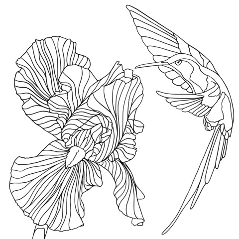 Hummingbird and Blooming Flower