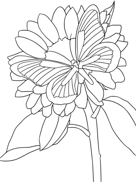 Sunflower and Butterfly Coloring Page