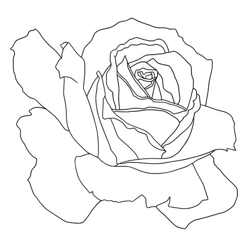 Gorgeous Red Rose Coloring Page