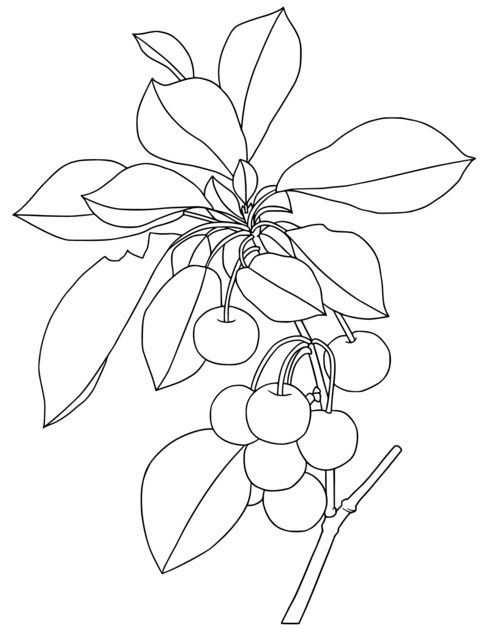 Cherry Tree Coloring Page