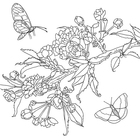 Flowers and Butterflies