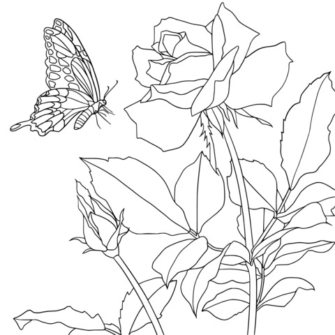 Página de Colorear de Mariposa y Rosa